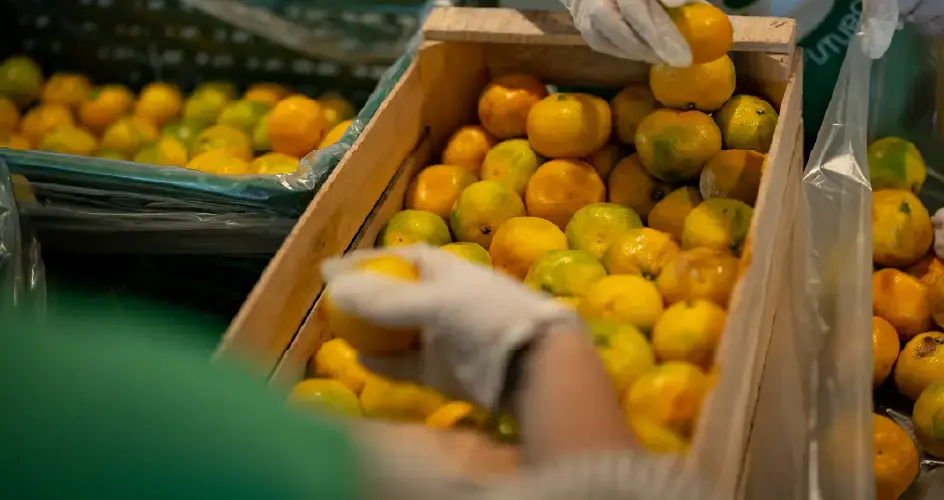 Cosecha de naranjas del programa de recupero